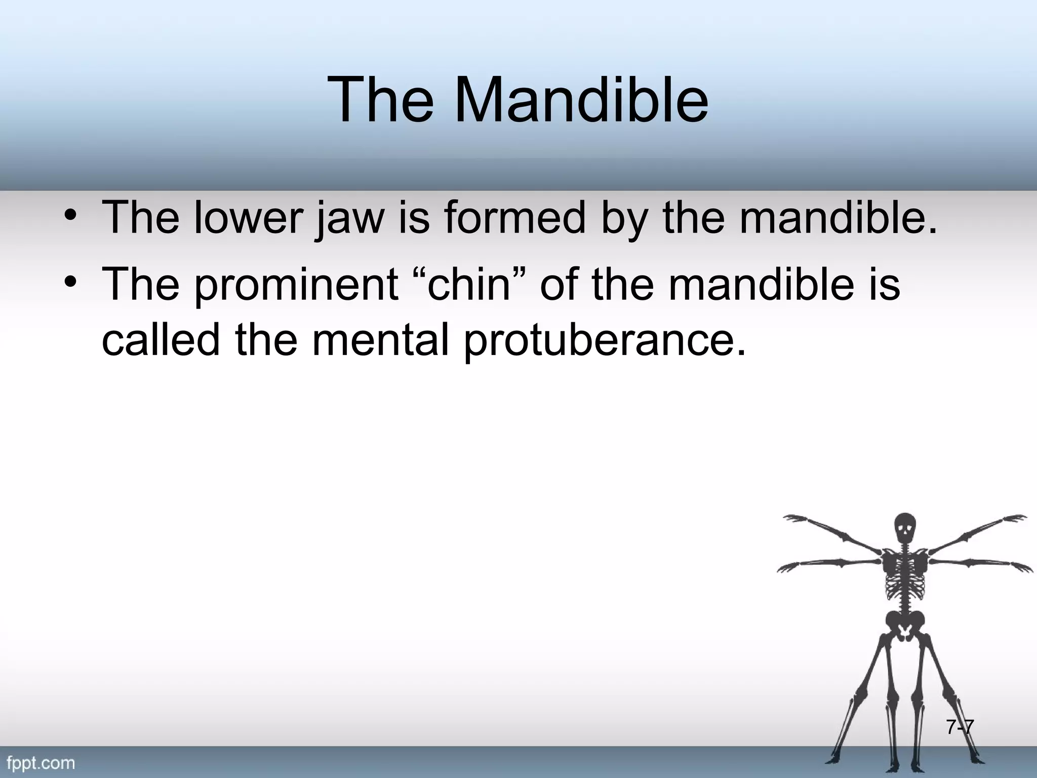 The Mandible
• The lower jaw is formed by the mandible.
• The prominent “chin” of the mandible is
called the mental protuberance.

7-7

 