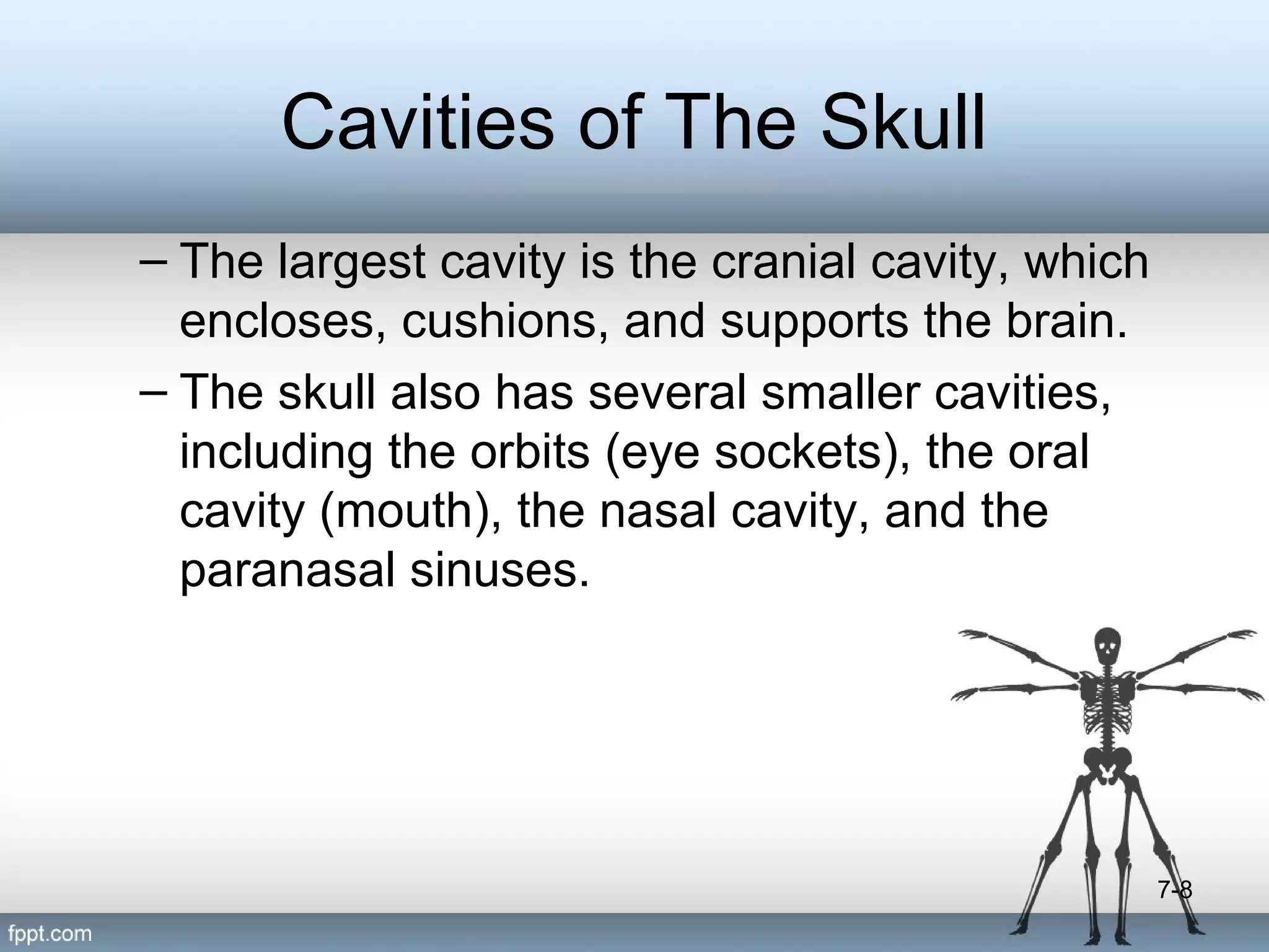 Cavities of The Skull
– The largest cavity is the cranial cavity, which
encloses, cushions, and supports the brain.
– The skull also has several smaller cavities,
including the orbits (eye sockets), the oral
cavity (mouth), the nasal cavity, and the
paranasal sinuses.

7-8

 