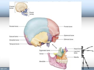 Axial Skeleton | PPT