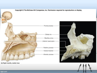Axial Skeleton | PPT
