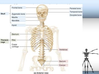 Axial Skeleton | PPT