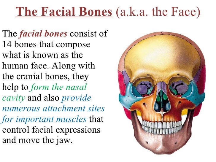 Axial skeleton parts 1 2
