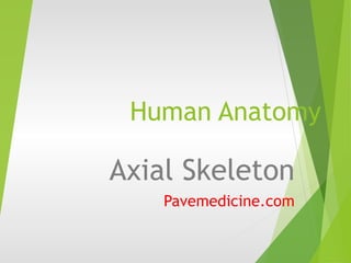 Human Anatomy 
Axial Skeleton 
Pavemedicine.com 
 