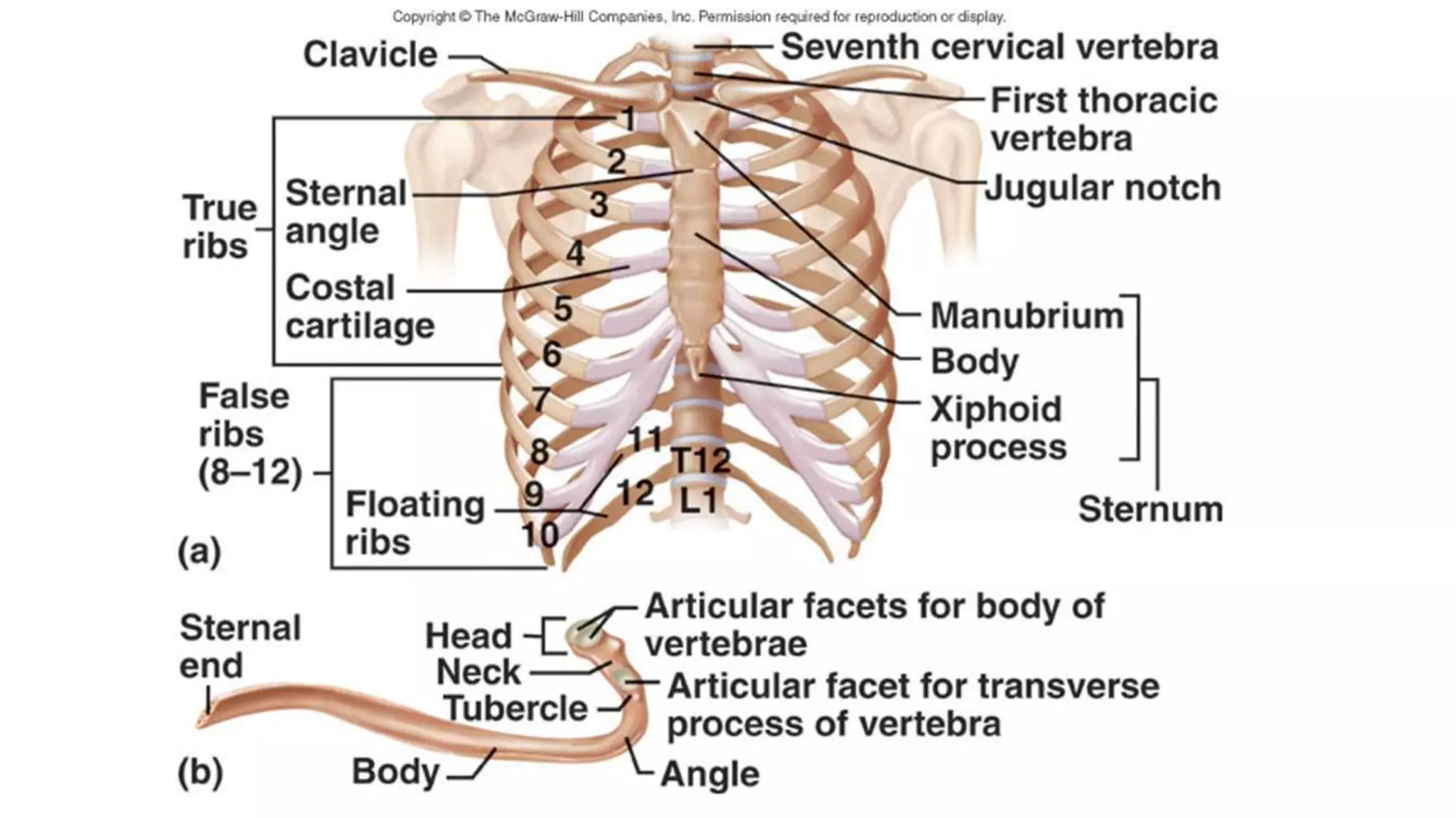 Axial skeleton, vertebrae and thorax