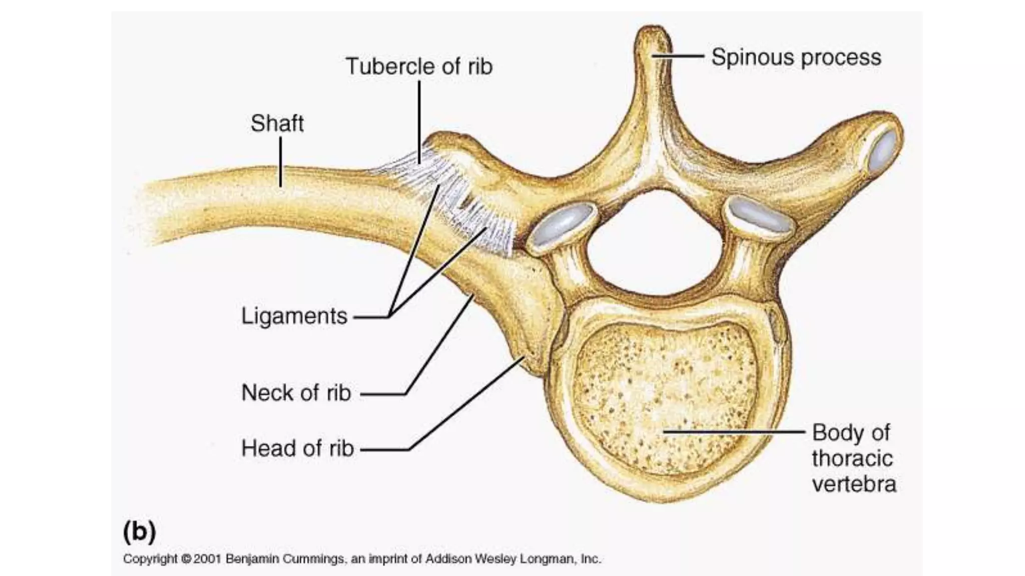 Axial skeleton, vertebrae and thorax