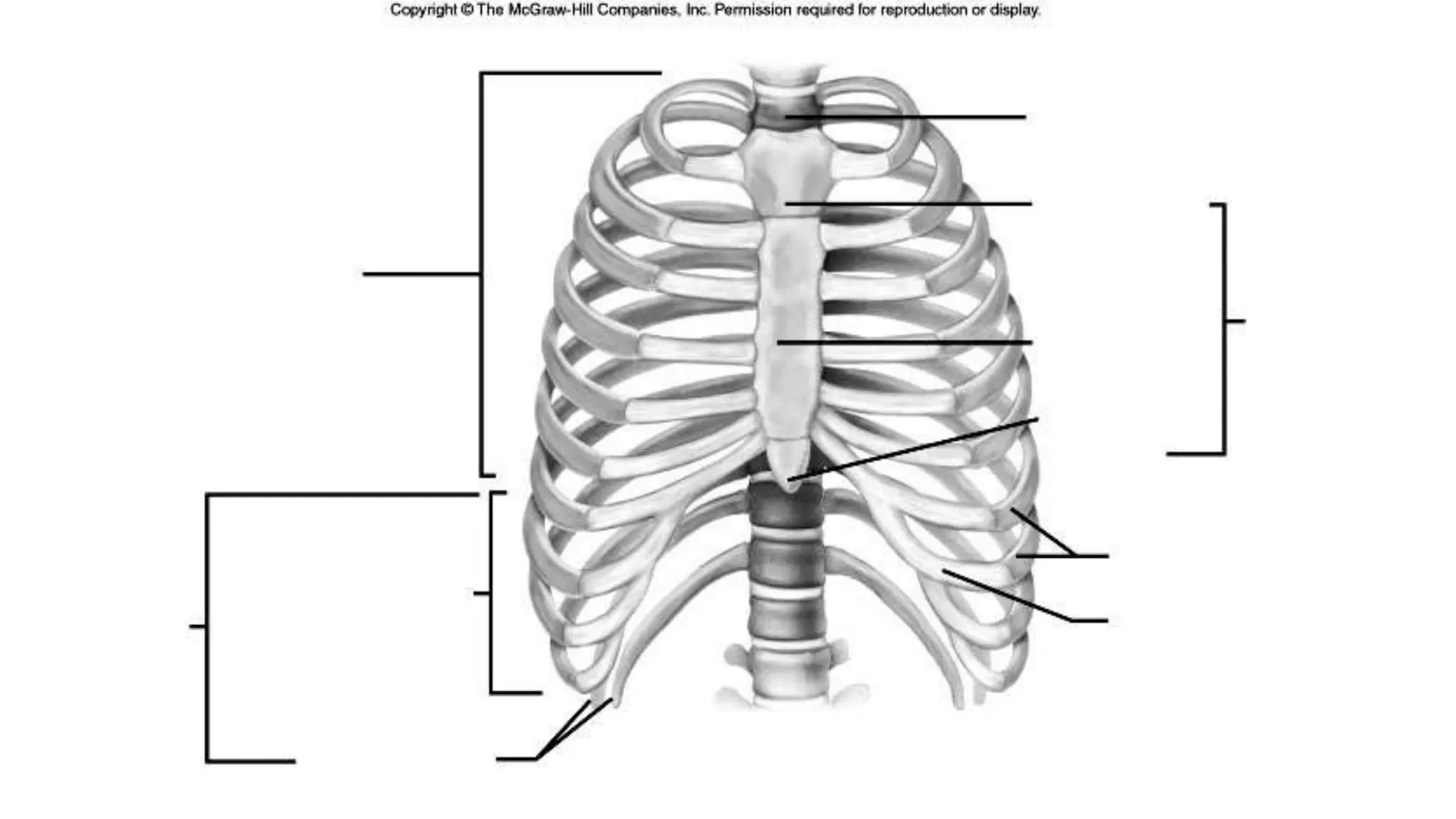 Axial skeleton, vertebrae and thorax