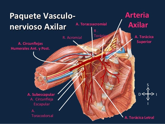 Tonifica tus Axilas_3 Musculos de la axila_3