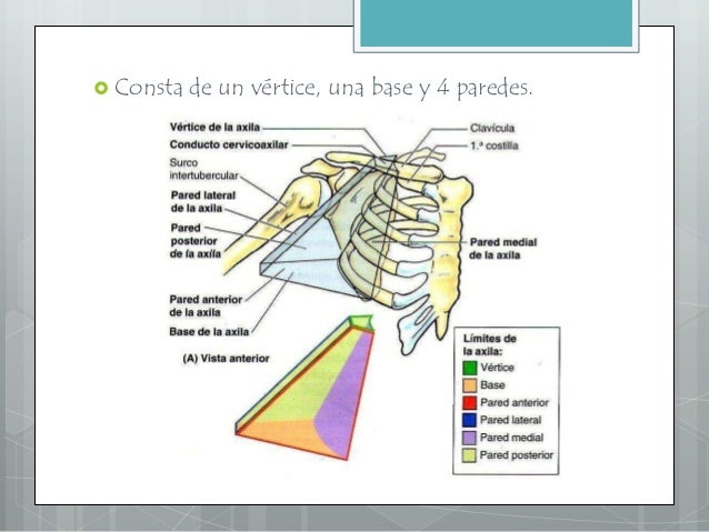 Asegure sus axilas con la Última Innovación en Paredes Paredes de la axila