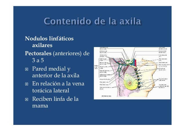 Nodulo en la axila_2