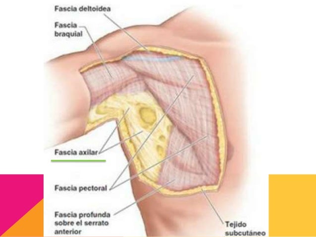 Resultado de imagen de Fascia axilar