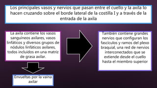 Los principales vasos y nervios que pasan entre el cuello y la axila lo
hacen cruzando sobre el borde lateral de la costilla I y a través de la
entrada de la axila
La axila contiene los vasos
sanguíneos axilares, vasos
linfáticos y diversos grupos de
nódulos linfáticos axilares,
todos incluidos en una matriz
de grasa axilar.
También contiene grandes
nervios que configuran los
fascículos y ramos del plexo
braquial, una red de nervios
interconectados que se
extiende desde el cuello
hasta el miembro superior
Envueltas por la vaina
axilar
 