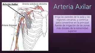 Irriga las paredes de la axila y las
regiones cercanas, y continúa
para convertirse en la principal
fuente de irrigación de las zonas
más distales de la extremidad
superior
 