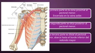 La arteria axilar queda
dividida en tres partes
por el músculo pectoral
menor
La segunda parte se sitúa posterior al
pectoral menor.
La tercera parte es distal al pectoral
menor, abarca hasta el borde inferior del
redondo mayor
La primera parte es la zona proximal al
pectoral menor.
Encerrada en la vaina axilar.
 