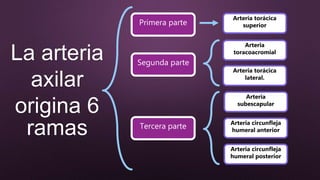 La arteria
axilar
origina 6
ramas
Arteria torácica
superior
Arteria
toracoacromial
Arteria torácica
lateral.
Arteria
subescapular
Arteria circunfleja
humeral anterior
Arteria circunfleja
humeral posterior
Segunda parte
Tercera parte
Primera parte
 