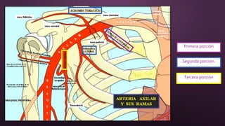 Segunda porción.
Primera porción
Tercera porción
 