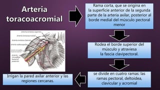 Rama corta, que se origina en
la superficie anterior de la segunda
parte de la arteria axilar, posterior al
borde medial del músculo pectoral
menor
Rodea el borde superior del
músculo y atraviesa
la fascia clavipectoral.
se divide en cuatro ramas: las
ramas pectoral, deltoidea,
clavicular y acromial
Irrigan la pared axilar anterior y las
regiones cercanas.
 