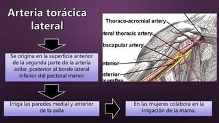 Se origina en la superficie anterior
de la segunda parte de la arteria
axilar, posterior al borde lateral
inferior del pectoral menor
En las mujeres colabora en la
irrigación de la mama.
Irriga las paredes medial y anterior
de la axila
 