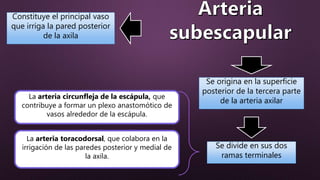 Se origina en la superficie
posterior de la tercera parte
de la arteria axilar
Se divide en sus dos
ramas terminales
Constituye el principal vaso
que irriga la pared posterior
de la axila
La arteria circunfleja de la escápula, que
contribuye a formar un plexo anastomótico de
vasos alrededor de la escápula.
La arteria toracodorsal, que colabora en la
irrigación de las paredes posterior y medial de
la axila.
 