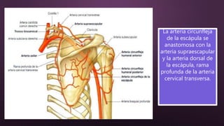 La arteria circunfleja
de la escápula se
anastomosa con la
arteria supraescapular
y la arteria dorsal de
la escápula, rama
profunda de la arteria
cervical transversa.
 