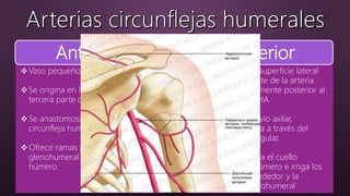 Anterior Posterior
Vaso pequeño.
Se origina en la cara lateral de la
tercera parte de la arteria axilar.
Se anastomosa con la arteria
circunfleja humeral posterior.
Ofrece ramas para la articulación
glenohumeral y la cabeza del
húmero.
Se origina en la superficie lateral
de la tercera parte de la arteria
axilar, inmediatamente posterior al
origen de la ACHA.
Junto con el nervio axilar,
abandona la axila a través del
espacio cuadrangular.
Esta arteria rodea el cuello
quirúrgico del húmero e irriga los
músculos de alrededor y la
articulación glenohumeral
 