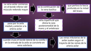 La vena axilar comienza
en el borde inferior del
músculo redondo mayor
es la continuación de
la vena basílica
vena superficial que
drena la cara
posteromedial de la
mano y el antebrazo
que perfora la fascia
profunda en la mitad
del brazo.
pasa por la axila
medial y anterior a la
arteria axilar
cuando cruza el borde lateral de la costilla I
en la entrada de la axila se convierte en
vena subclavia.
Las venas tributarias de la
axilar suelen seguir el
trayecto de las ramas de la
arteria axilar
 