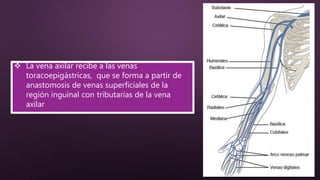  La vena axilar recibe a las venas
toracoepigástricas, que se forma a partir de
anastomosis de venas superficiales de la
región inguinal con tributarias de la vena
axilar
 