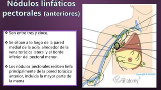 Son entre tres y cinco.
 Se sitúan a lo largo de la pared
medial de la axila, alrededor de la
vena torácica lateral y el borde
inferior del pectoral menor.
 Los nódulos pectorales reciben linfa
principalmente de la pared torácica
anterior, incluida la mayor parte de
la mama
 