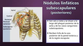  Son seis o siete y se sitúan a lo
largo del pliegue posterior de la
axila y de los vasos sanguíneos
subescapulares.
 Reciben linfa de la cara
posterior de la pared torácica y
de la región escapular.
 