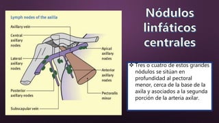  Tres o cuatro de estos grandes
nódulos se sitúan en
profundidad al pectoral
menor, cerca de la base de la
axila y asociados a la segunda
porción de la arteria axilar.
 