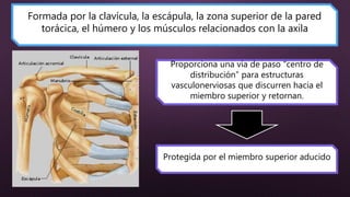 Formada por la clavícula, la escápula, la zona superior de la pared
torácica, el húmero y los músculos relacionados con la axila
Proporciona una vía de paso “centro de
distribución” para estructuras
vasculonerviosas que discurren hacia el
miembro superior y retornan.
Protegida por el miembro superior aducido
 