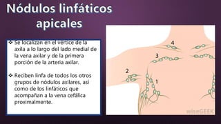 Se localizan en el vértice de la
axila a lo largo del lado medial de
la vena axilar y de la primera
porción de la arteria axilar.
 Reciben linfa de todos los otros
grupos de nódulos axilares, así
como de los linfáticos que
acompañan a la vena cefálica
proximalmente.
 