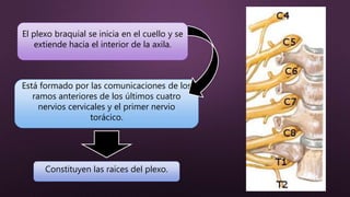 Está formado por las comunicaciones de los
ramos anteriores de los últimos cuatro
nervios cervicales y el primer nervio
torácico.
El plexo braquial se inicia en el cuello y se
extiende hacia el interior de la axila.
Constituyen las raíces del plexo.
 