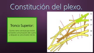 C5
C6
C7
C8
T1
Tronco Superior:
Quinto ramo cervical que recibe
constante comunicación del cuarto
y después se une al sexto nervio
 