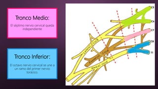 Tronco Medio:
El séptimo nervio cervical queda
independiente
Tronco Inferior:
El octavo nervio cervical se une a
un ramo del primer nervio
torácico.
 
