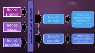 Tronco
anterior
Tronco
medio
Tronco
posterior
Conductocervicoaxilar
División
anterior
División
posterior
Inervan los
compartimentos
anteriores del
miembro superior
Inervan los
compartimentos
posteriores
Flexores
Extensores
 