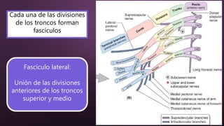 Cada una de las divisiones
de los troncos forman
fascículos
Fascículo lateral:
Unión de las divisiones
anteriores de los troncos
superior y medio
 
