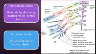 Fascículo posterior:
Unión de las divisiones
posteriores de los tres
troncos.
Fascículo medial:
División anterior del
tronco inferior.
 
