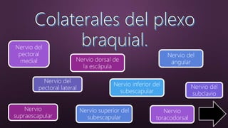 Nervio del
subclavio
Nervio del
pectoral
medial
Nervio del
pectoral lateral
Nervio
supraescapular
Nervio superior del
subescapular
Nervio inferior del
subescapular
Nervio dorsal de
la escápula
Nervio del
angular
Nervio
toracodorsal
 