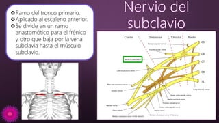 Ramo del tronco primario.
Aplicado al escaleno anterior.
Se divide en un ramo
anastomótico para el frénico
y otro que baja por la vena
subclavia hasta el músculo
subclavio.
 