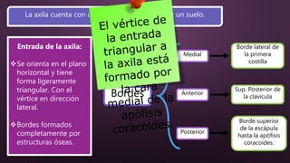 La axila cuenta con una entrada, cuatro caras y un suelo.
Entrada de la axila:
Se orienta en el plano
horizontal y tiene
forma ligeramente
triangular. Con el
vértice en dirección
lateral.
Bordes formados
completamente por
estructuras óseas.
Bordes
Medial
Anterior
Posterior
Borde lateral de
la primera
costilla
Sup. Posterior de
la clavícula
Borde superior
de la escápula
hasta la apófisis
coracoides.
 