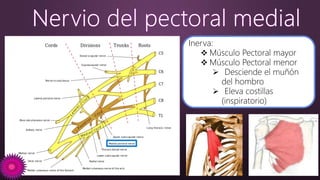 Inerva:
 Músculo Pectoral mayor
 Músculo Pectoral menor
 Desciende el muñón
del hombro
 Eleva costillas
(inspiratorio)
 