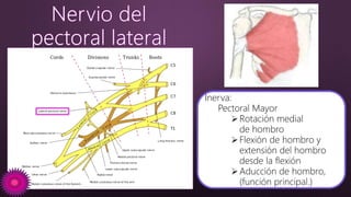 Inerva:
Pectoral Mayor
Rotación medial
de hombro
Flexión de hombro y
extensión del hombro
desde la flexión
Aducción de hombro,
(función principal.)
 