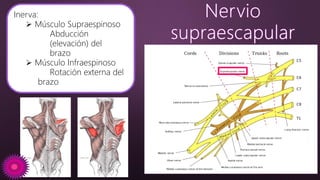 Inerva:
 Músculo Supraespinoso
Abducción
(elevación) del
brazo
 Músculo Infraespinoso
Rotación externa del
brazo
 