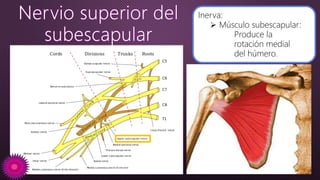 Inerva:
 Músculo subescapular:
Produce la
rotación medial
del húmero.
 