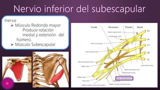 Inerva:
 Músculo Redondo mayor
Produce rotación
medial y extensión del
húmero.
 Músculo Subescapular
 