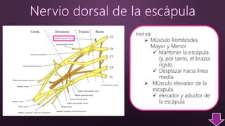Inerva:
 Músculo Romboides
Mayor y Menor
 Mantener la escápula
(y, por tanto, el brazo)
rígido
 Desplazar hacia línea
media
 Músculo elevador de la
escapula.
 elevador y aductor de
la escápula
 