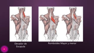Elevador de
Escapula
Romboides Mayor y menor
 