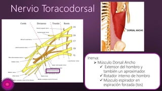 Inerva:
 Músculo Dorsal Ancho
 Extensor del hombro y
también un aproximador.
 Rotador interno de hombro
 Músculo espirador en
espiración forzada (tos)
 