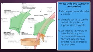 Vértice de la axila (conducto
cervicoaxilar)
 Vía de paso entre el cuello
y la axila.
 Limitado por la 1.a costilla,
la clavícula y el borde
superior de la escápula.
 Las arterias, las venas, los
vasos linfáticos y los
nervios atraviesan esta
abertura superior para
dirigirse hacia el brazo o
retornar de él
 