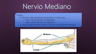 Origen:
 Porción axilar del plexo braquial por 2 fascículos
• Raíz medial del Nervio Mediano
• Raíz Lateral del Nervio Mediano
 Unión delante arteria Axilar y forman horquilla del mediano
 